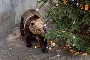 Medvědí vánoce, 24.12.2014, Advent a Vánoce v Českém Krumlově, foto: Lubor Mrázek (9/16)
