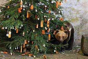 Medvědí vánoce, 24.12.2015, Advent a Vánoce v Českém Krumlově, foto: Libor Sváček (11/20)