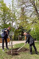 Zasazení stromu Olgy Havlové - Kouzelný Krumlov 1.5.2018, foto: Lubor Mrázek (15/28)